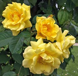 Roseira 'Golden Gate'